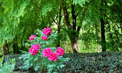 新緑の中　きれいに咲く赤いぼたんの花　真岡井頭公園
