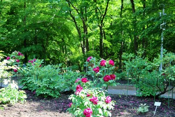 新緑の中　きれいに咲く赤いぼたんの花　真岡井頭公園