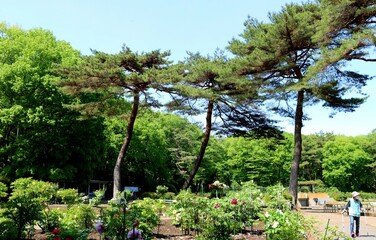 新緑の中　ぼたん園　真岡井頭公園