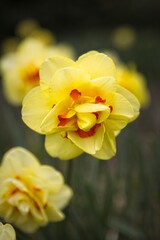 Obraz na płótnie Canvas Yellow double daffodil in a garden.