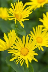 Close up of yellow leopard's bane.