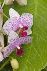 Two orchids against a large leaf.