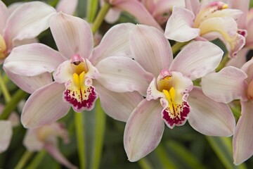 Two pink orchids in a garden.
