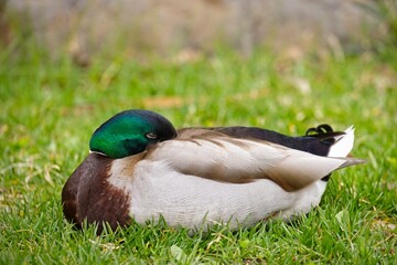 Mallard duck resting on grass in a park.