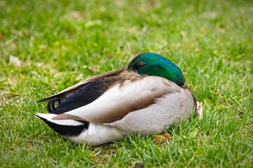 Male mallard rests on grass in a park.