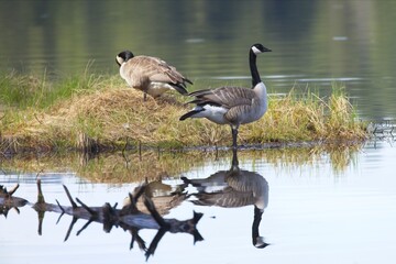 Canadian goose casts reflection in still water.