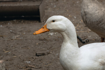 Portrait of a white duck with a yellow beak. A white domestic duck grazes in a rural yard. A domestic duck on a blurry background, a rural scene. Breeding poultry for meat. Selective focus. 