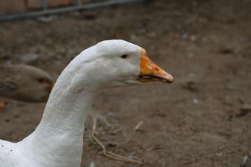 A domestic goose on a blurry background, a rural scene. Breeding poultry for meat. Portrait of a white goose with an orange beak. The head and long neck of a goose. Selective focus.