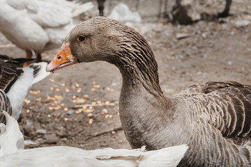 Portrait of a grey goose with an orange beak. A domestic goose on a blurry background, a rural scene. Breeding poultry for meat. The head and long neck of a goose. Selective focus.