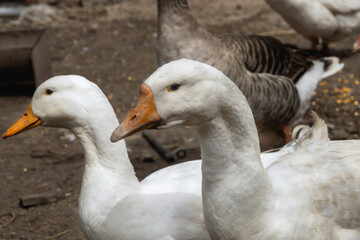 Breeding poultry for meat. Portrait of a white goose with an orange beak. A domestic goose on a blurry background, a rural scene. The head and long neck of a goose. Selective focus.