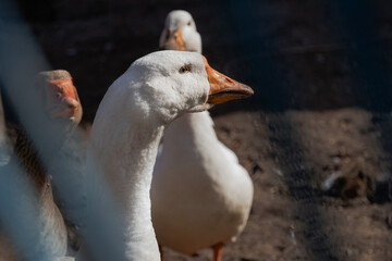 Portrait of a white goose with an orange beak. A domestic goose on a blurry background, a rural scene. Breeding poultry for meat. The head and long neck of a goose. Selective focus.