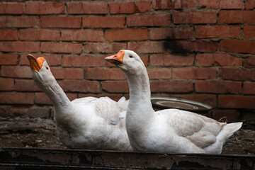 A pair of white geese in a rural yard. Domestic geese on a blurry background of a brick wall. White geese, geese, red beak, close, village. Selective focus. 