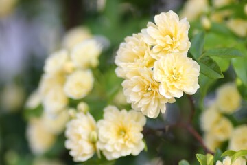 黄色の木香薔薇