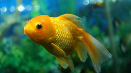 Naklejka premium The beauty of exotic colored fish swimming in clear water in a koam aquarium