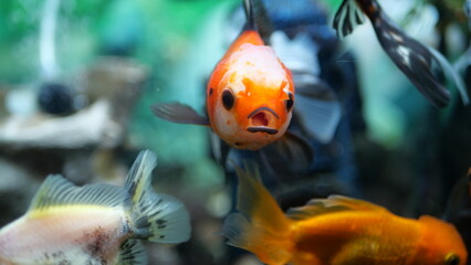 The beauty of exotic colored fish swimming in clear water in a koam aquarium