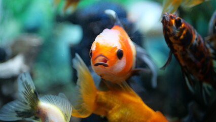 The beauty of exotic colored fish swimming in clear water in a koam aquarium