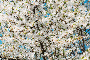 Spring background with plum blossoms. many little white flowers on a branch. - 503225895