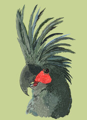 Drawing Goliath cockatoo head, exotic, art.illustration, vector