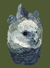 Drawing Harpy eagle head, beautiful, art.illustration, vector