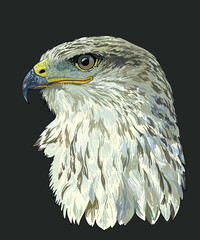 Drawing Hawk bird head, predator, art.illustration, vector