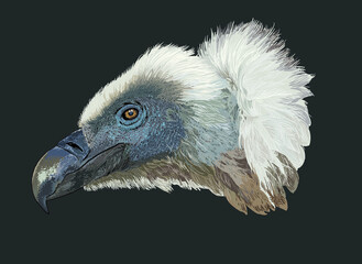 Drawing King vulture head, exotic, art.illustration, vector