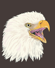 Drawing Bald eagle head, beartiful art.illustration, vector