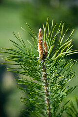 Green pine branches, selective focus. Evergreen spruce tree, close up.