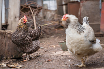 A pockmarked hen looks at a light colored faverol
