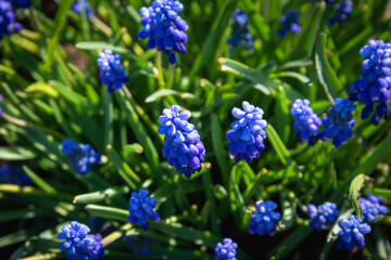 Muscari in bloom blue spring flowers.