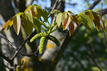 Greenish staminate flowers of the walnut