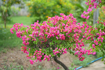 Pink Bougainvillea flower in garden after the rain