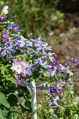 Abundant flowering of pale blue air clematis