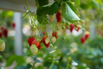 日本の山梨県のイチゴ農家のビニーールハウスで　イチゴ狩り体験