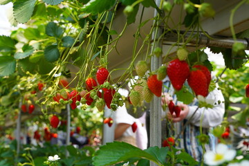日本の山梨県のイチゴ農家のビニーールハウスで　イチゴ狩り体験