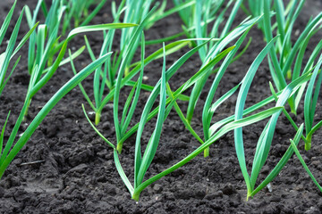 Garlic leaves (sprouts) in spring.