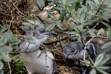 Korora, or Little Blue Penguin, standing on a log