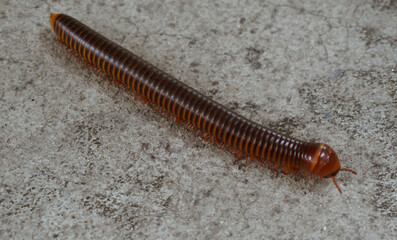 The branches are walking on the ground.