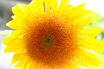 Sunflower (Himawari) flower head increased brightness, image processed, close up macro photography.