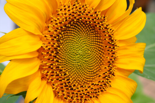 Sunflower (Himawari) flower in full bloom, close up macro photography.