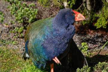 New Zealand Takahe preening on some grass