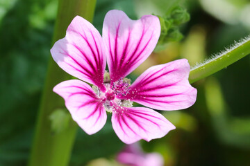 Fototapeta premium Pink streaks on white colored 