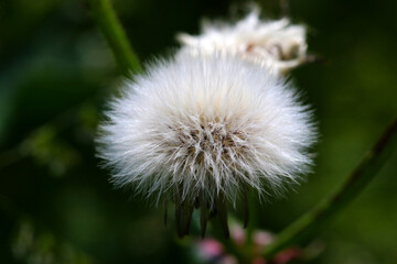 Fluffy western dandelion close up macro photography.