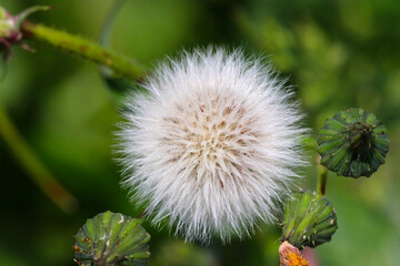 Fluffy western dandelion close up macro photography.