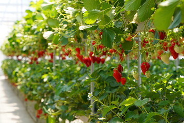 日本の山梨県のイチゴ農家のビニーールハウスで　イチゴ狩り体験