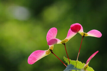 Propeller style young pink maple seeds on the branch. Close up macro photograph taken under the sun.