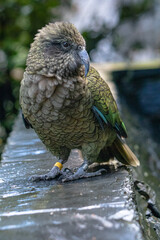Kea parrot on display in New Zealand