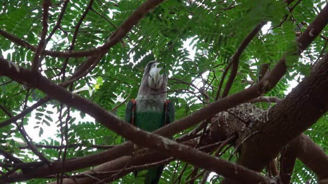 Parrot (Poicephalus robustus) exotic bird sitting on the tree