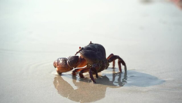 Crab walking on white sand beach walking into the sea, on the beach, at the sea, in the morning , the crab life lives on the sandy beach.