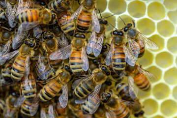 Honey Bees