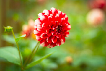 A red chrysanthemum flower on a green background